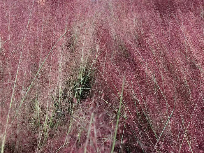 粉黛亂子草